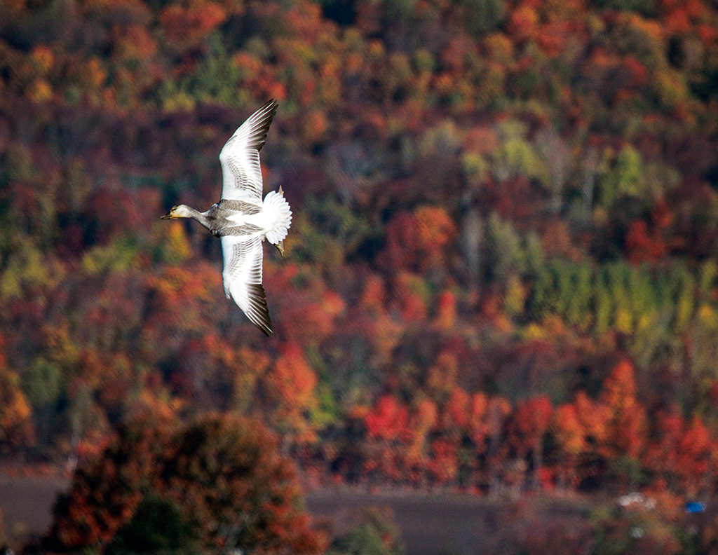 Autunno Canadese (10).JPG